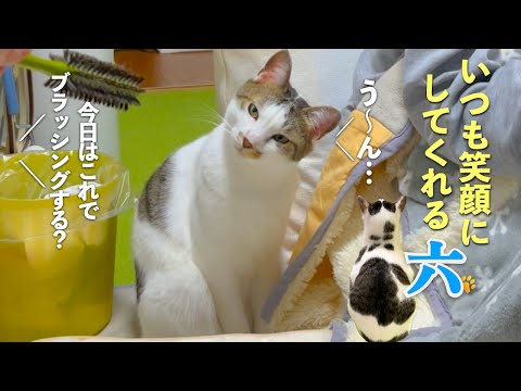 [猫は笑顔にしてくれる天才]愛猫の六と夫婦の親子のような日常 | [生まれ変わりの猫] 六 (Roku)