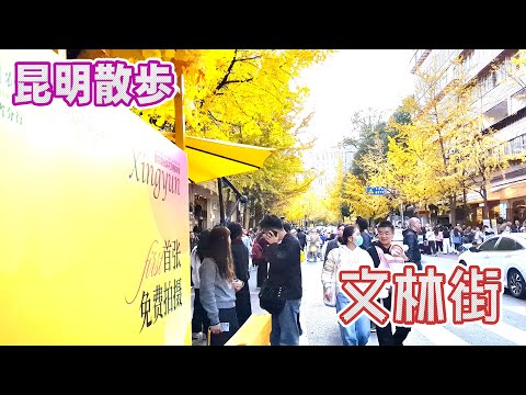 【昆明散歩】文林街の銀杏並木2024年12月07日   CityWalk in Kunming