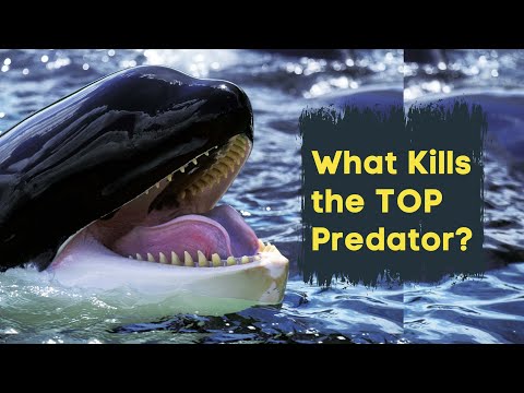 What Animals Can Kill A Killer Whale? - Predators Of Orcas