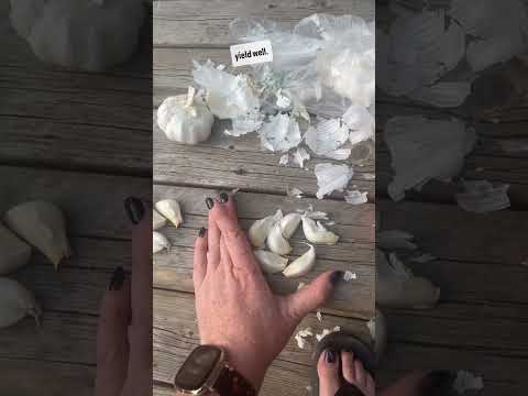 Garlic Clove SIZE MATTERS… Here is why. #SeptemberonShorts!