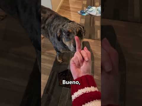 Por esto los perros odian el dedo medio 👏