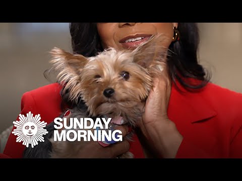 Web extra: The four-legged stars of “Gypsy”