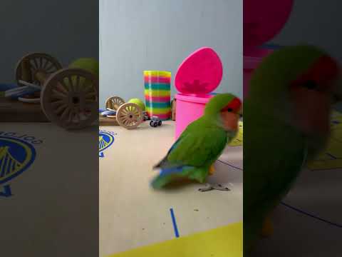 Bird Training : Smart lovebird Parrot | Smart Little Cute Parrot #training #smartparrot #cute