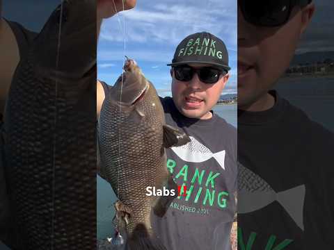 Back to Back Slabs‼️ #fishing #bayarea #california #fish #perch #rockwall #shorts #slab #bankfishing