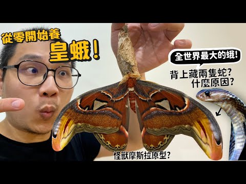 【從零開始養】皇蛾!世界上最大的蛾!模擬雙頭蛇?什麼蛇?摩斯拉怪獸原型?居然可以對抗蝙蝠的超音波?下蛋像機關槍?怎麼養在家中?【許伯簡芝】Atlas moth?動物森友會?