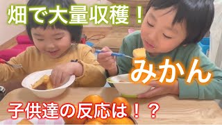 畑で大量収穫！みかんジュースとシフォンケーキを手作り！子供たちの食欲が止まらない⁉