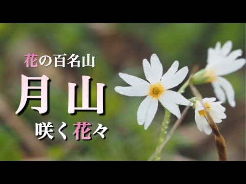 【花の百名山】 7月 月山/山形県　雪解けが終わり、花の最盛期を迎えた月山　山野草•高山植物を紹介