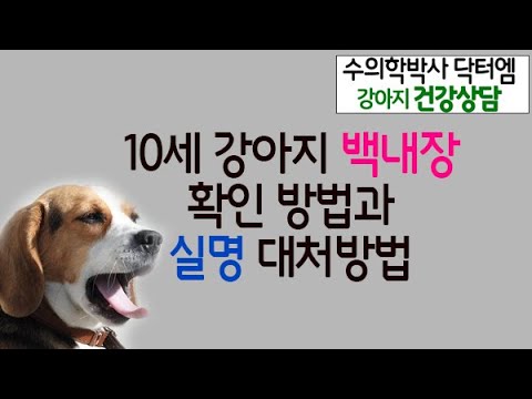 10세 강아지 백내장 확인방법과 백내장 수술 및 대처방법 상담 -수의학박사 닥터엠의 강아지 119