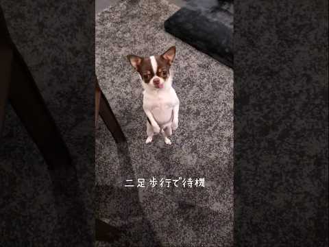 【チワワ】二足歩行#チワワ #多頭飼い #チワワ多頭飼い #二足歩行 #shorts