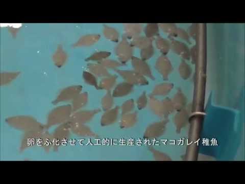 マコガレイ稚魚放流（むつ湾系群）WS07【水産総合研究所】