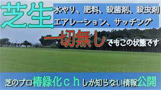 【芝生の真実】答えはここにあります!!プロが推奨する芝生管理！