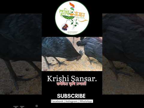 Kadaknath Chicken Farming|| Earn 1000 to 2000 rupees daily from Kadaknath chicken.