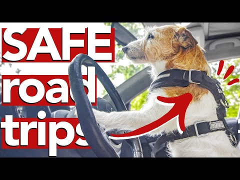 SAFE ROAD TRIPS with your dog » aka MISTAKES I've made