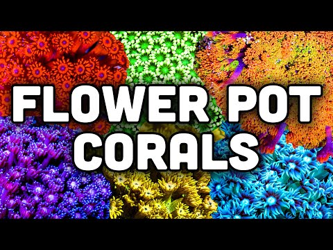 Flower Pot Corals at TSA! Care Tips and Top Picks from the Farm!