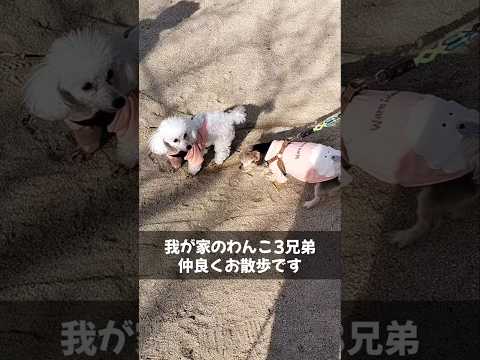 【ワンちゃん】わんこ3兄弟♪久しぶりに来た公園をお散歩【かわいい犬　わんこの動画】#shorts