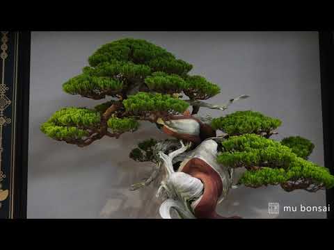 2020華風展搶先看∣第25回全國盆栽展 HWA-FONG National Bonsai Exhibition in 2020∣Taiwan