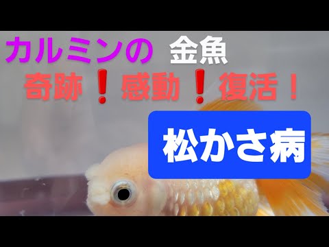 カルミンの金魚　【松かさ病】　奇跡の復活