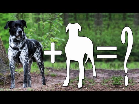 7 Amazing German shorthaired pointer Mixes Cross Breed Dogs / Gsp Mixes