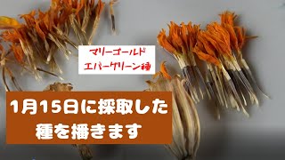 1月15日に自家採取したマリーゴールド（エバーグリーン種）を播きます