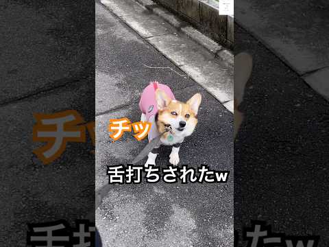 チッ⁉️舌打ちする犬、そんな子に育てた覚えありません😂　#コーギー　#犬　#おもしろ #犬のいる暮らし #いぬ