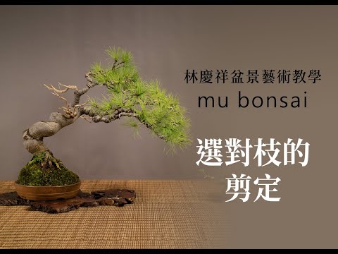 春∣初步選枝 選對枝的剪定 ◤林慶祥盆景藝術教學◢ Bonsai in Taiwan