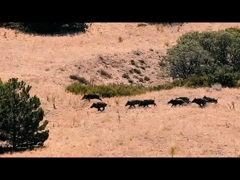 WILD BOAR HUNT IN SUMMER 2021 - EN İYİ DOMUZ AVLARI