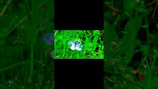 butterfly 🦋 Captured in my camera eye's #viralvideo #nature #antistressmusic #buterflybs