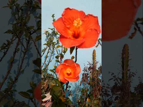 Khubshurat Orange Hibiscus  #karigardidi #shorts #minivlog #viralshort #subscribers #hibiscusflower