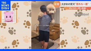 運動がちょっぴり苦手…。大きいからだと対照的な一面を持つ犬