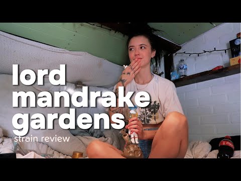 LORD MANDRAKE GARDENS: strain review