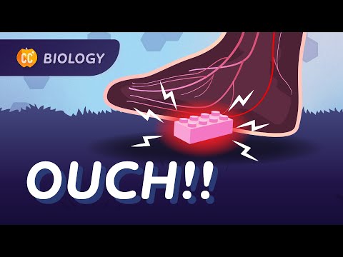 Nervous & Endocrine Systems: What Really Happens When You Step on a Lego: Crash Course Biology #46