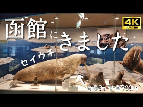 【函館観光】もはやテーマパークな資料館!?日本で初めてセイウチが来た街、函館!