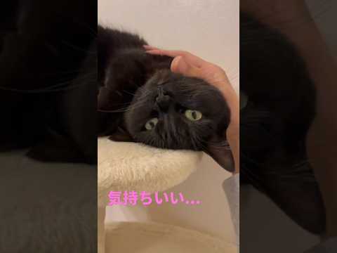 なでてもらって顔を両手で隠す黒猫がかわいい