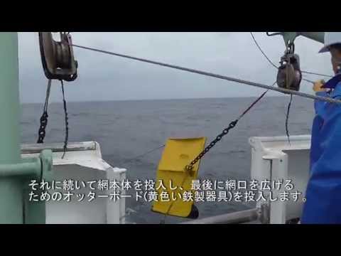 魚類の底びき網調査　WS01【水産総合研究所】