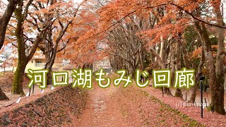 4K 富士河口湖紅葉まつり もみじ回廊（終わりかけ）