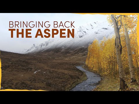 Bringing Back the Lost Aspen Forests of Scotland