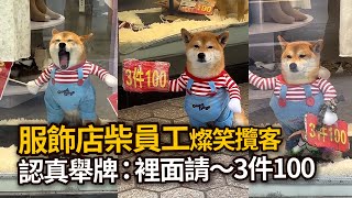 服飾店「柴員工」燦笑攬客😍認真舉牌：裡面請～3件100Shiba Inu dog captivates shoppers at Chinese clothing store｜寵物動物｜看新聞