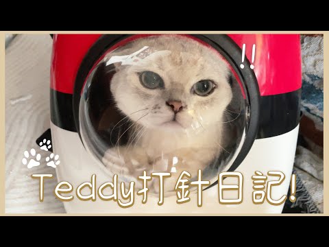 【Tiger&Teddy日常】Teddy打針日記! 比想像中冷靜呢🐱 ❀ Gigimeowvlog