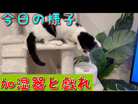 【加湿器猫】加湿器に興味深々の猫の様子　今日の一コマ　#猫　#ねこ　#ねこのいる暮らし #ねこのいる生活 #猫動画 #ねこ動画 #加湿器　#ねこすたぐらむ #ねこ好き