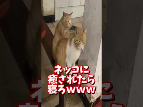 ネッコの動画で癒されたら寝ろｗｗｗ　#2ch #2chまとめ 動物スレ #2ch面白いスレ #動物 #犬 #猫 #癒やし #ねこ動画