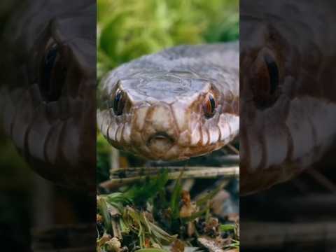 दुनिया का सबसे जहरीला सांप। Dangerous snakes। Snake shorts । #science​ #facts​ #interestingfacts​