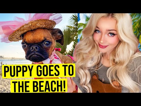 Puppy's First Time at the Beach! (*CUTE*) | Lyssy Noel Vlogs