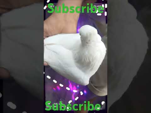 #trending #kabutar #bird #video 🕊🕊🕊🕊🦚💯