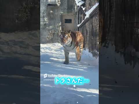 雪国の動物園にはどんな動物がいるかな？❄️