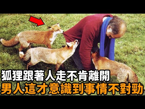 A group of foxes came to the farm and followed the man and refused to leave. Only then did he reali