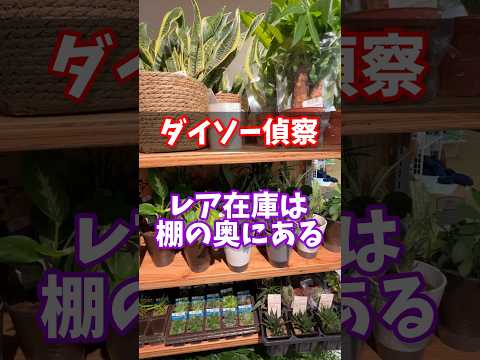 【ダイソー偵察】レア在庫は、棚の奥にある！？  #ダイソー #daiso #観葉植物 #houseplantsmakemehappy