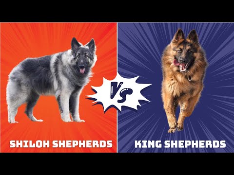 Gentle Giants: Shiloh Shepherds vs. King Shepherds - Which Big Fluff Should You Choose? #dogvsdog