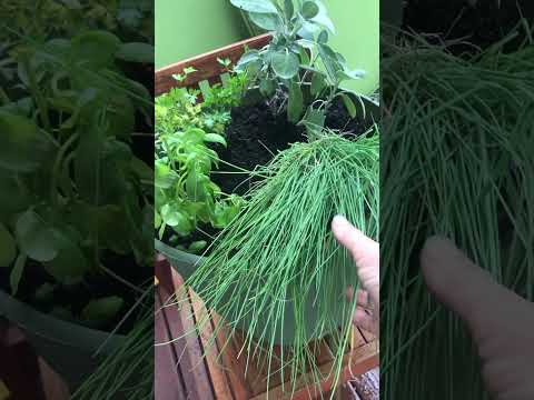 Bringing herbs in for winter use