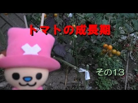 トマトの成長期（第15週目）