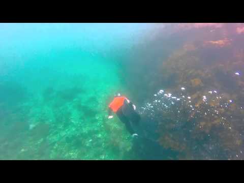 Fun Freediving! It's green! - Izu, Togai, April 2014 (トガイ浜)